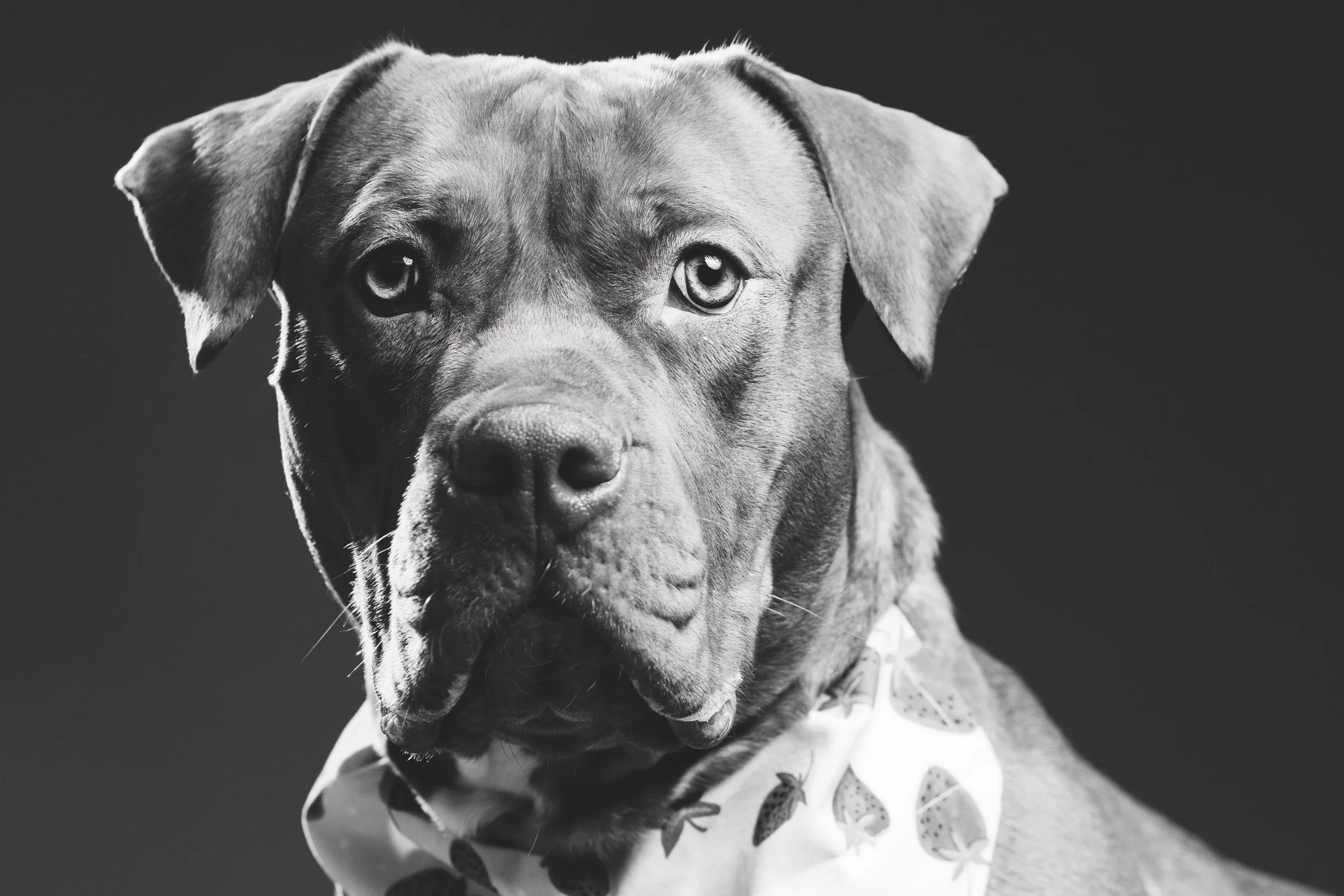 dog photographer in sylvania ohio