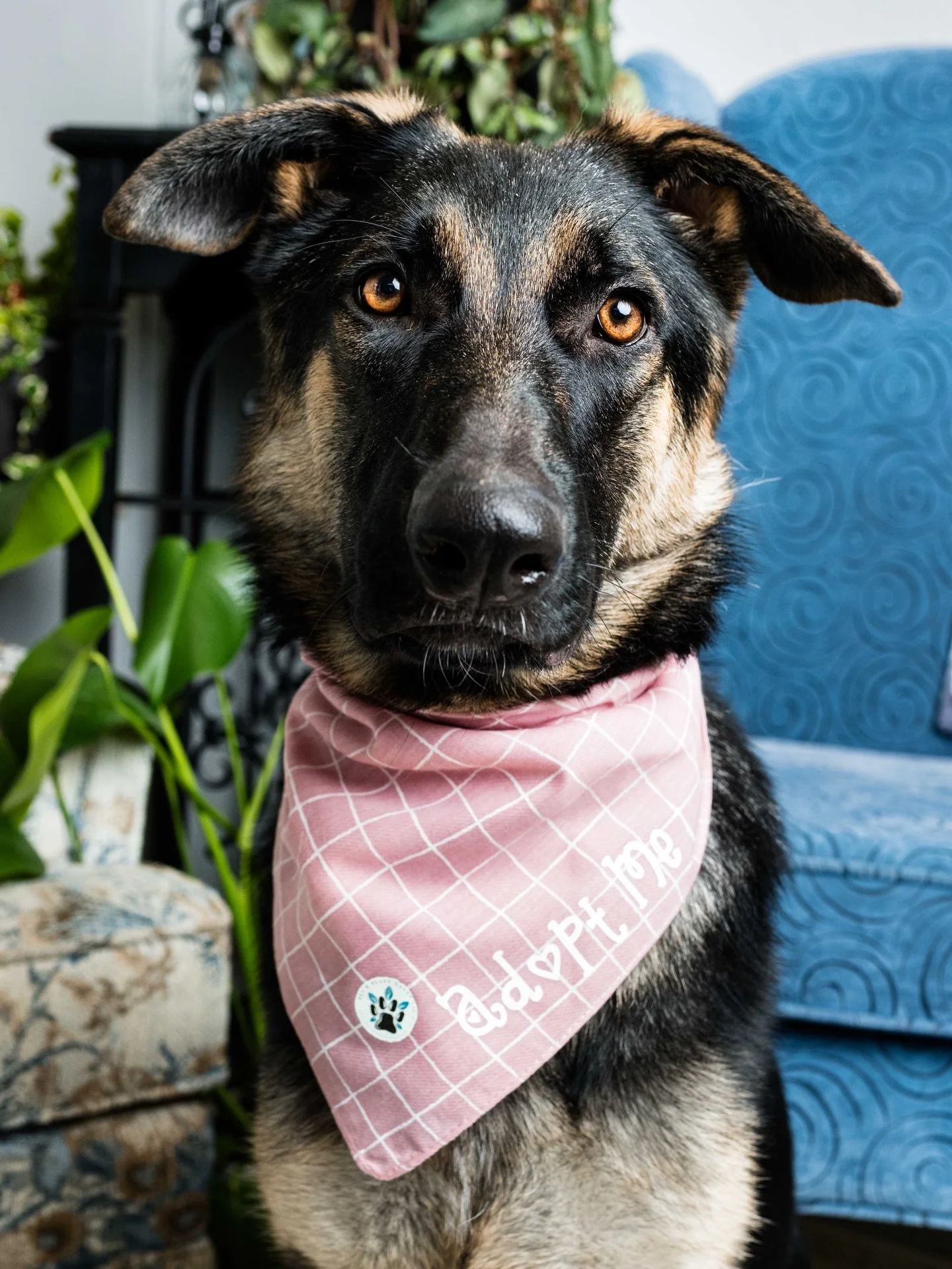 ✨Twinkle Toes✨

I&rsquo;m sure your first question is about her name&hellip; Twinkle Toes is a term sometimes used to describe people who dance or move with a light and nimble step. Whether standing, sitting, walking or running, German Shepherds ofte