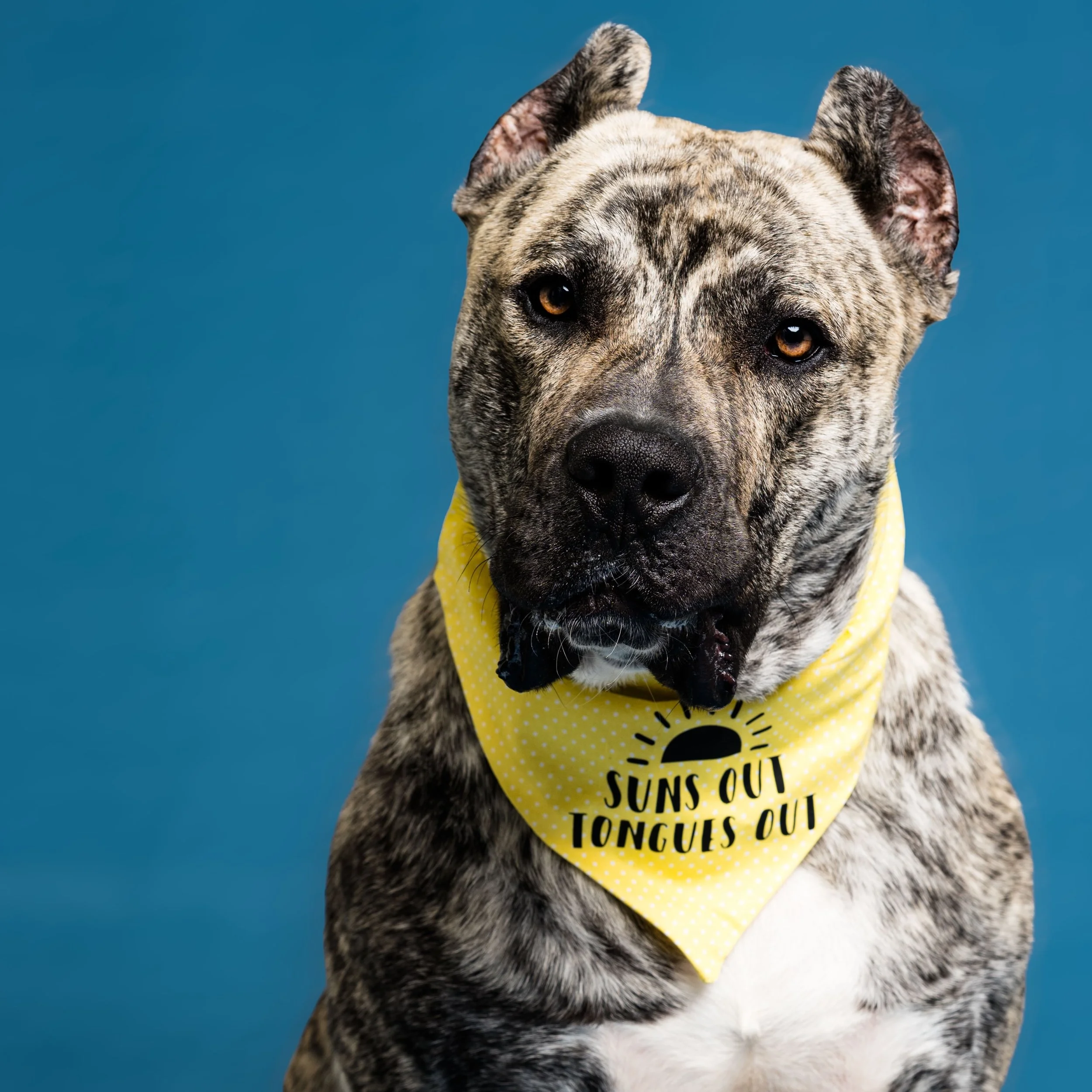 THIS GUY. Probably in the Presa/Mastiff family. He&rsquo;s about a year old and has been in and out of the shelter for most of his life. His owners would let him roam the streets and then reclaim him 1-2 weeks later before his hold was up. He would c