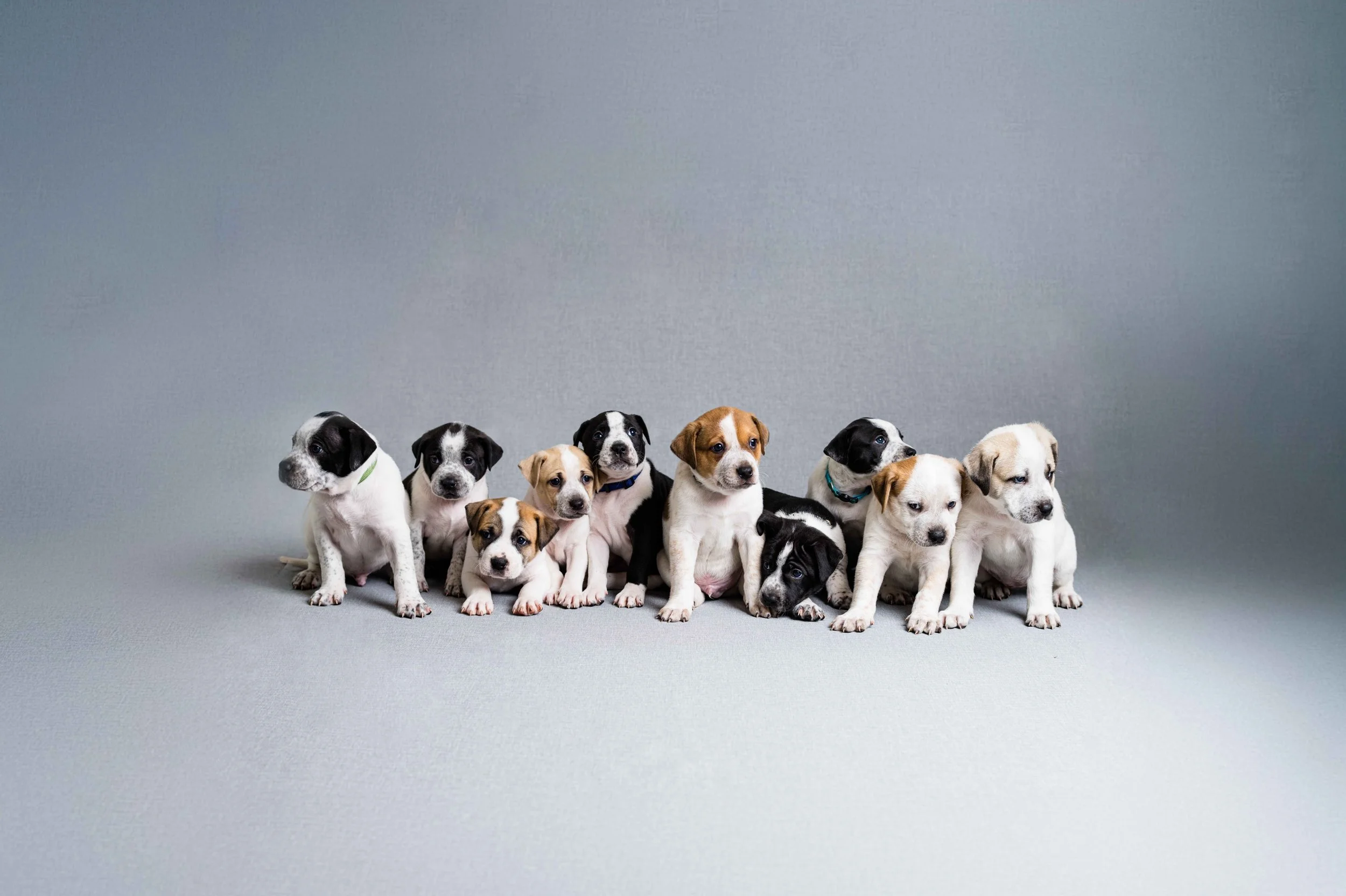 One photographer, three helpers and 10 puppies. 😮&zwj;💨

Applications are open for these babies! @petbullproject has all the info on their website.

📷: @jessattrumbullphoto 

#rescuepuppies #puppyphotography #puppiesofig #toledoohio #ohioadoptable