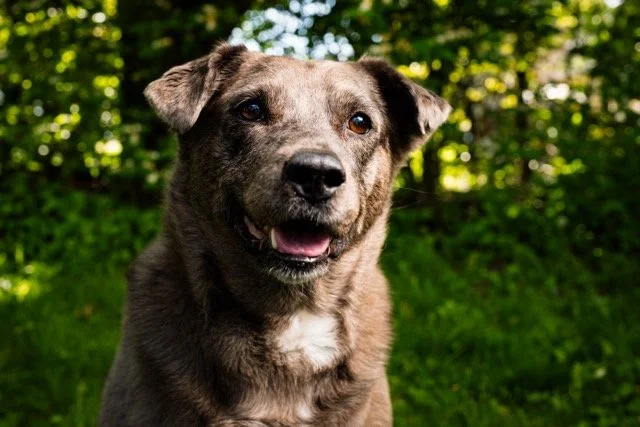 Toledo Ohio Pet Photography 