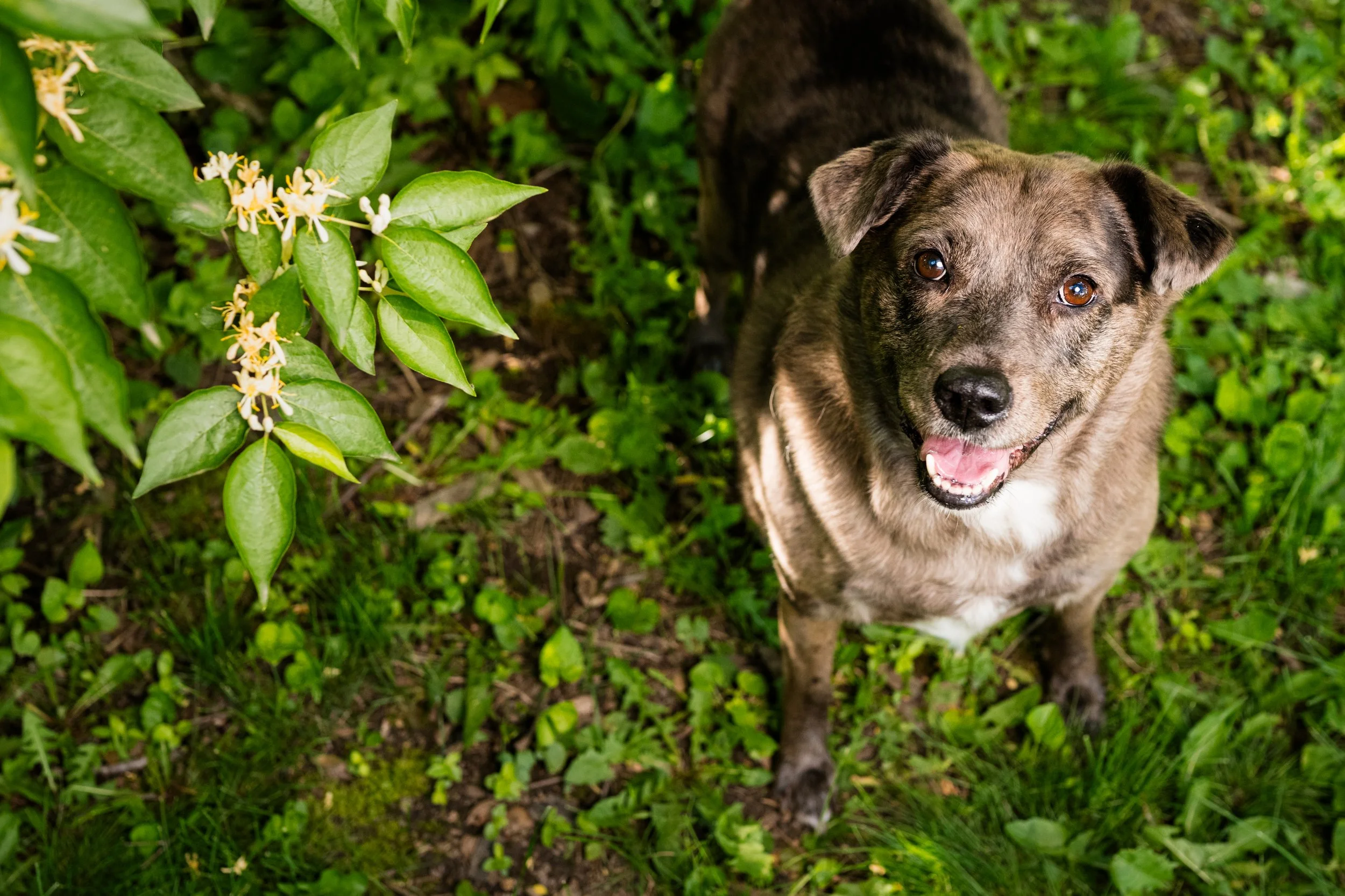 sylvania pet photographers 