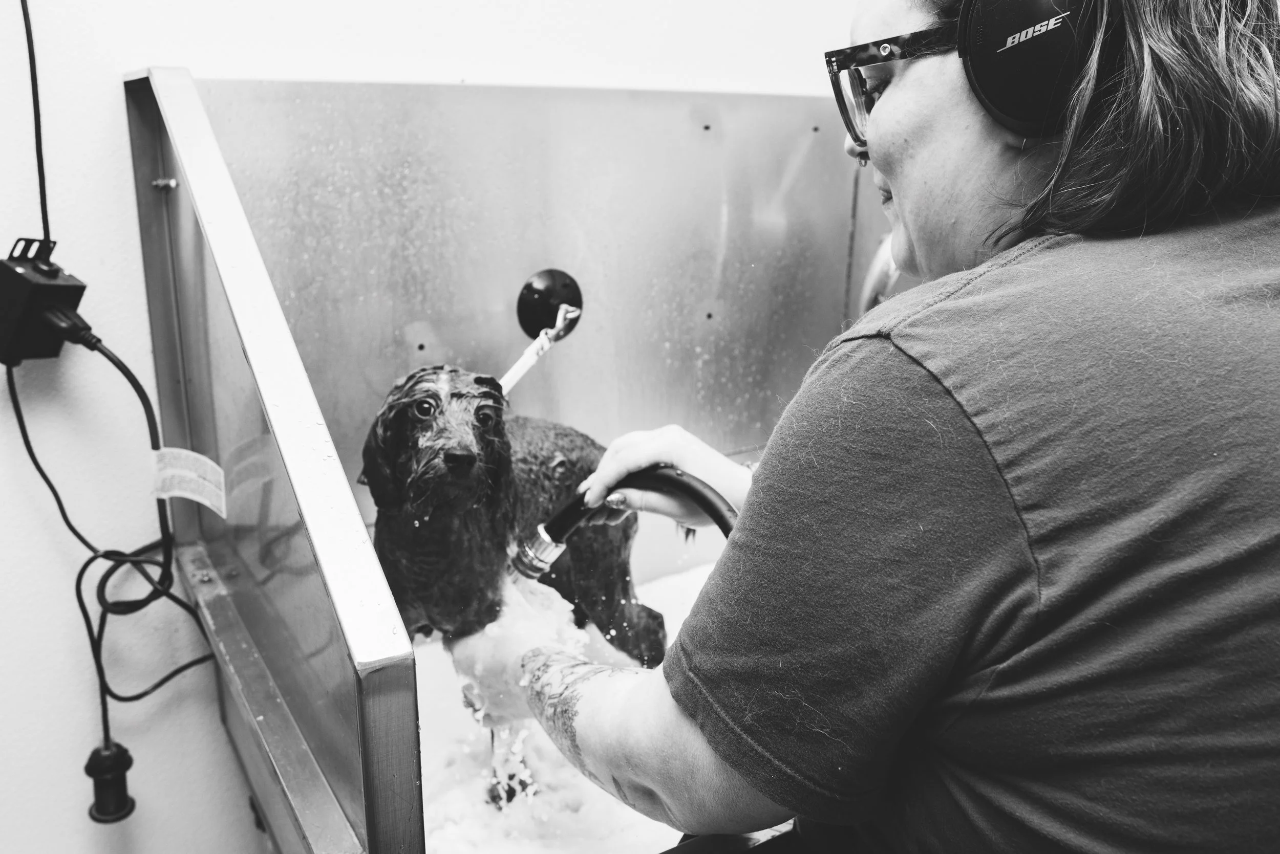 toledo dog grooming branding photography