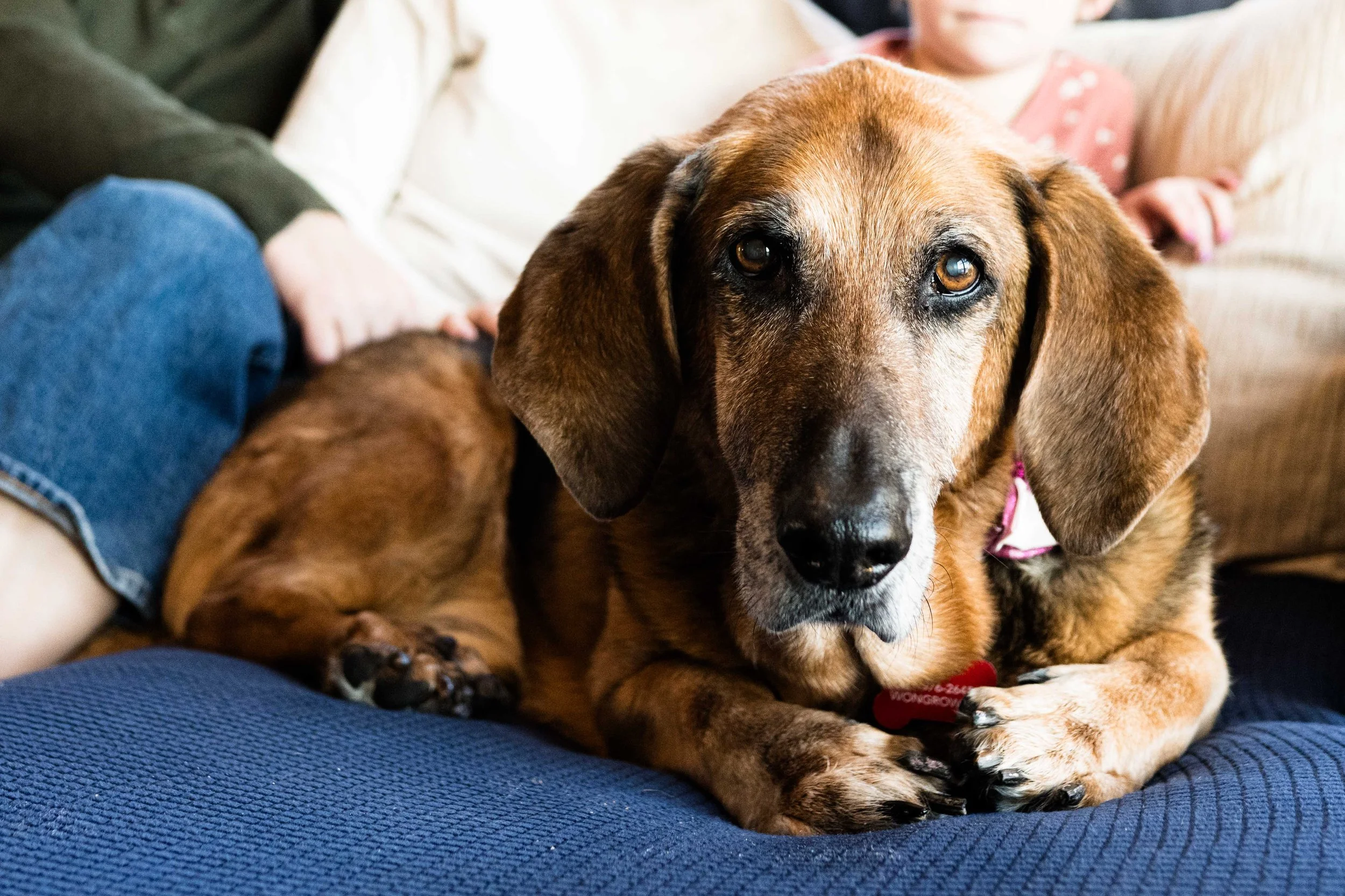 You Won't Regret Adopting a Senior Pet. Hammy's Happily Ever After. Toledo Pet Photographer.