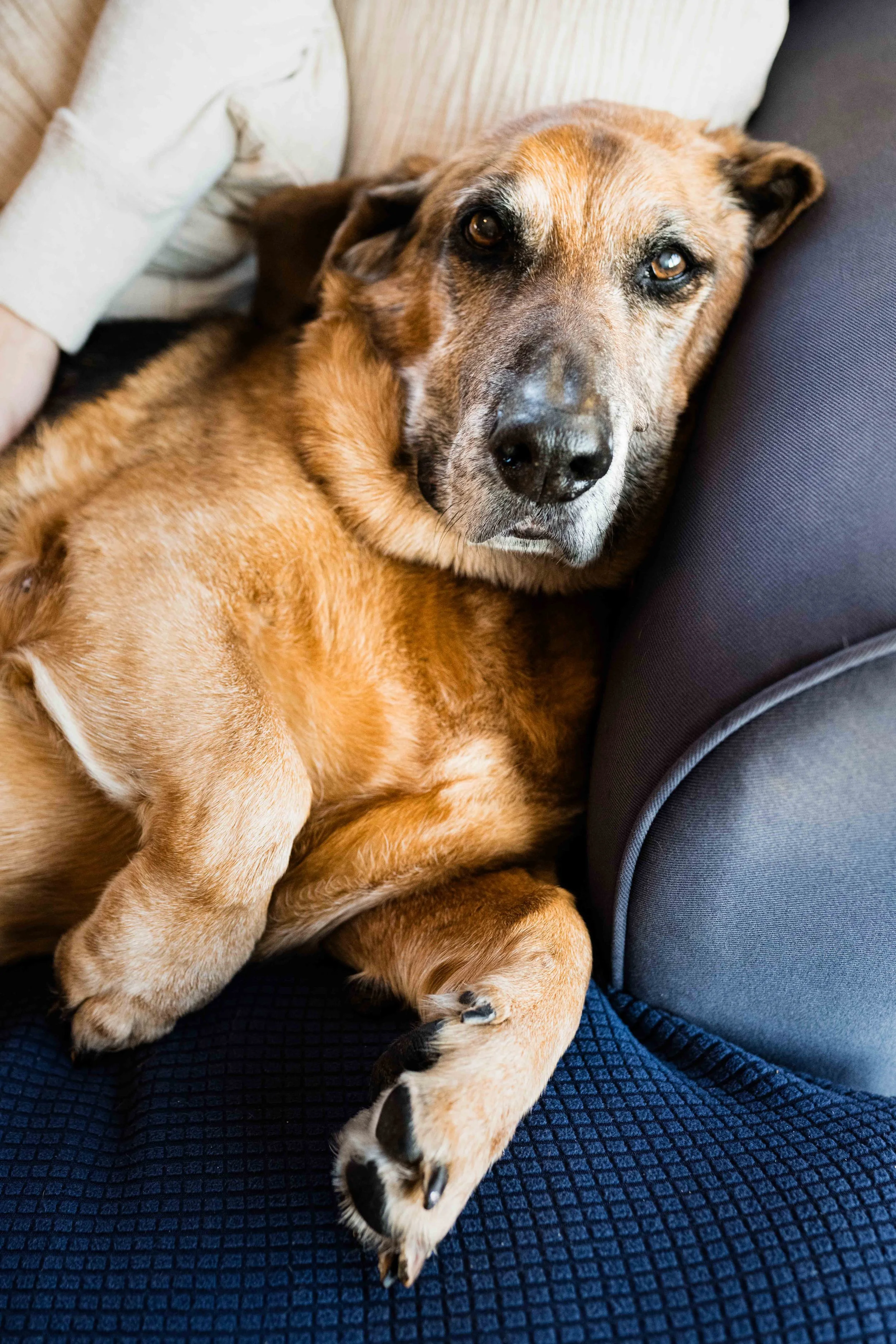 senior basset hound