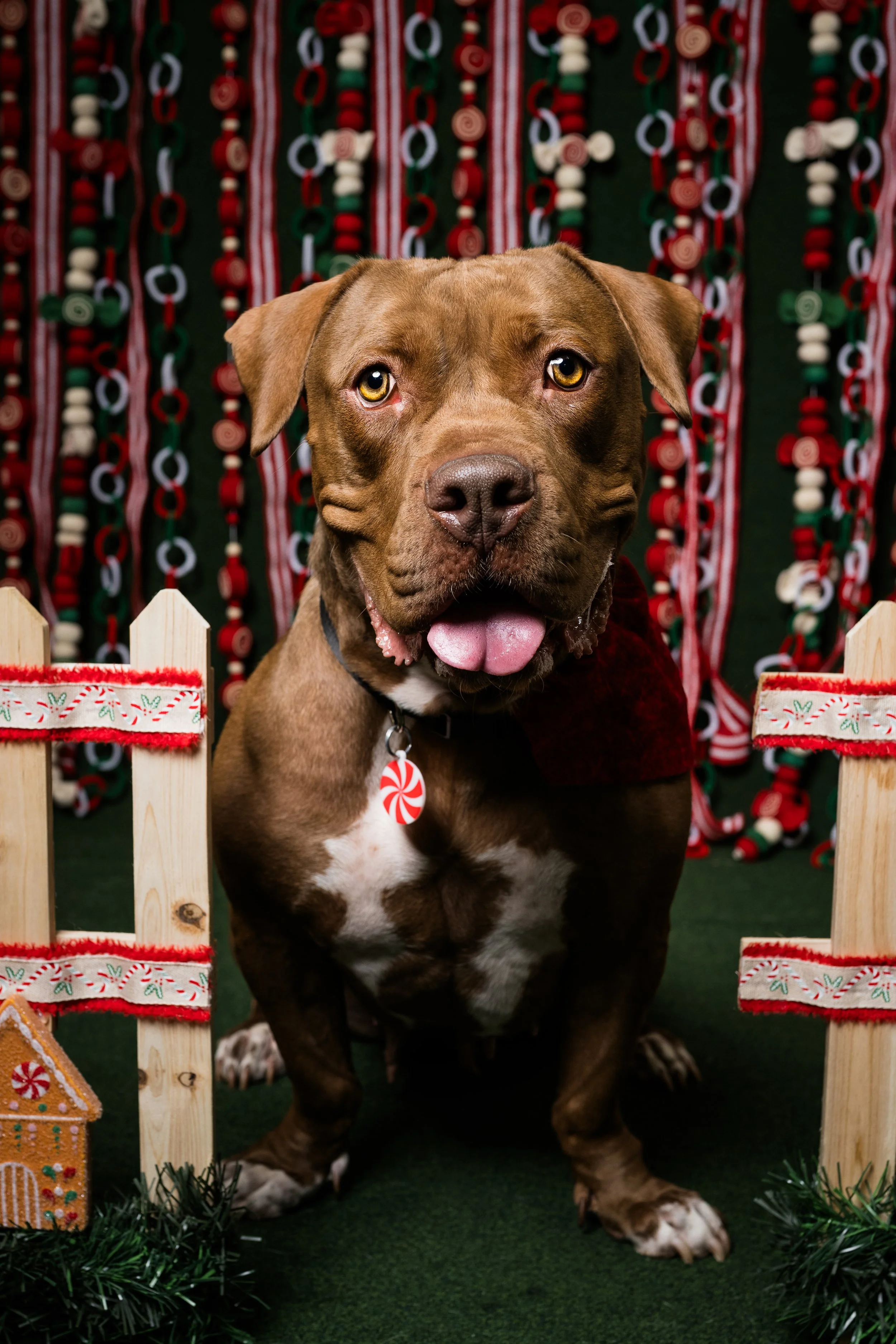 holiday photos with dog