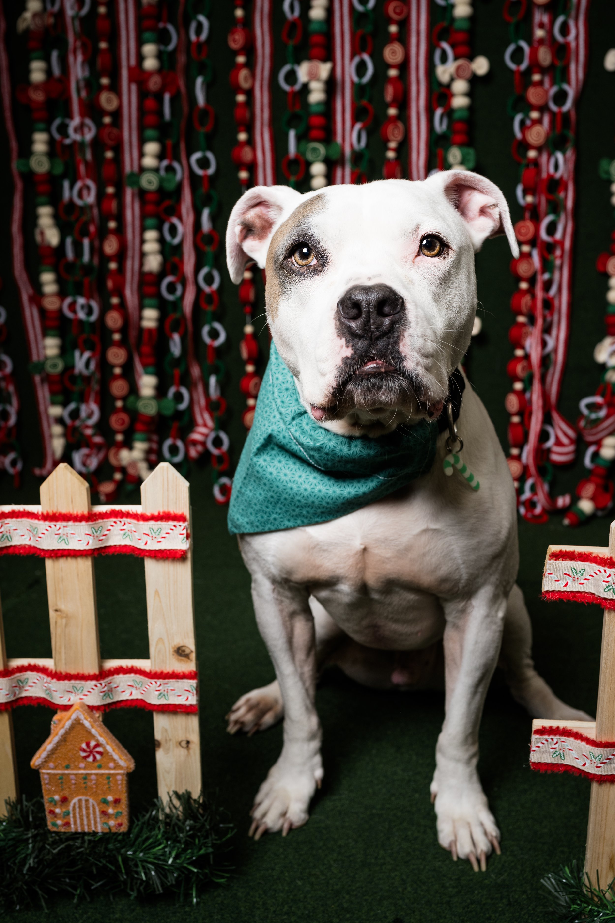 christmas photos with dogs