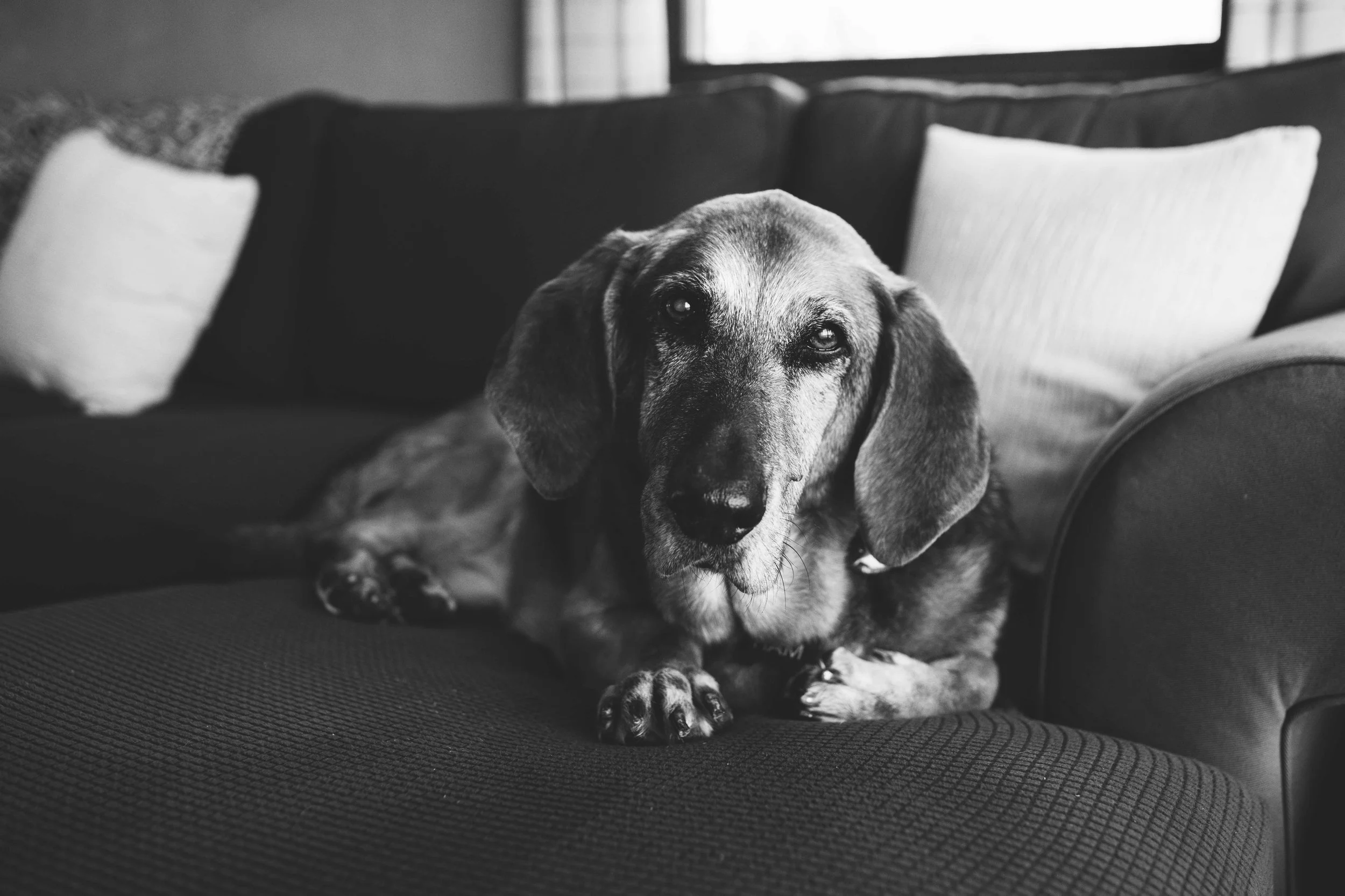 basset hound dog with graying face posed on couch