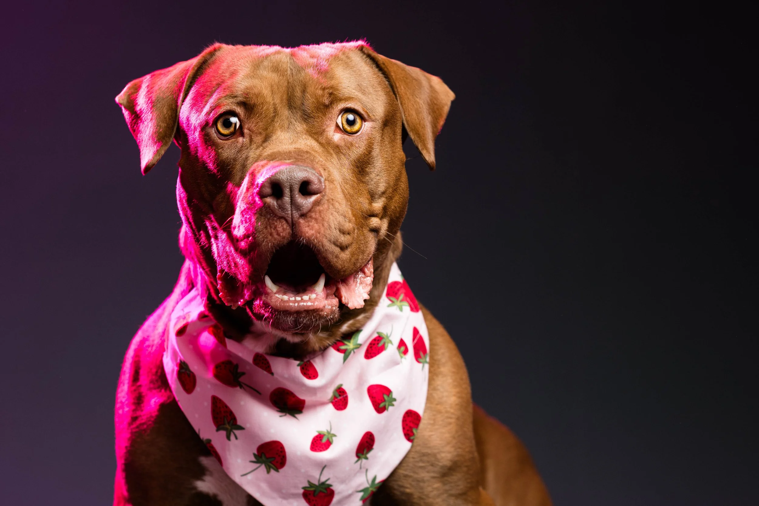 Brown dog in strawberry patterned bandanna poses for pictures in photo studio in sylvania ohio