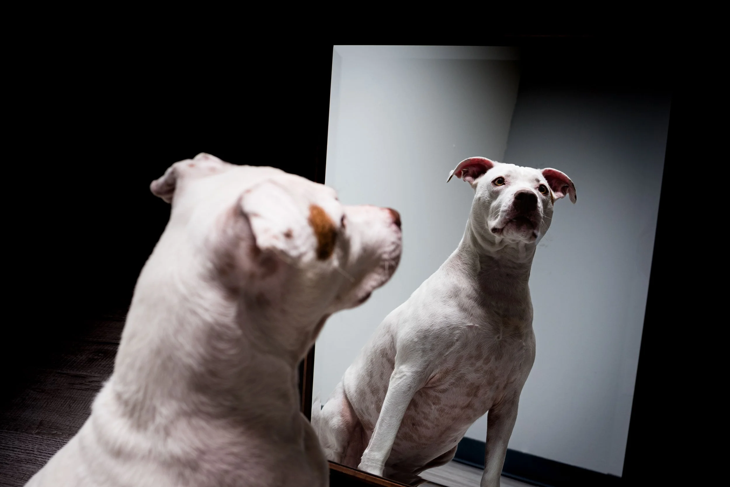 adoptable dogs from toledo’s pet bull project photographed by jessica trumbull in toledo ohio