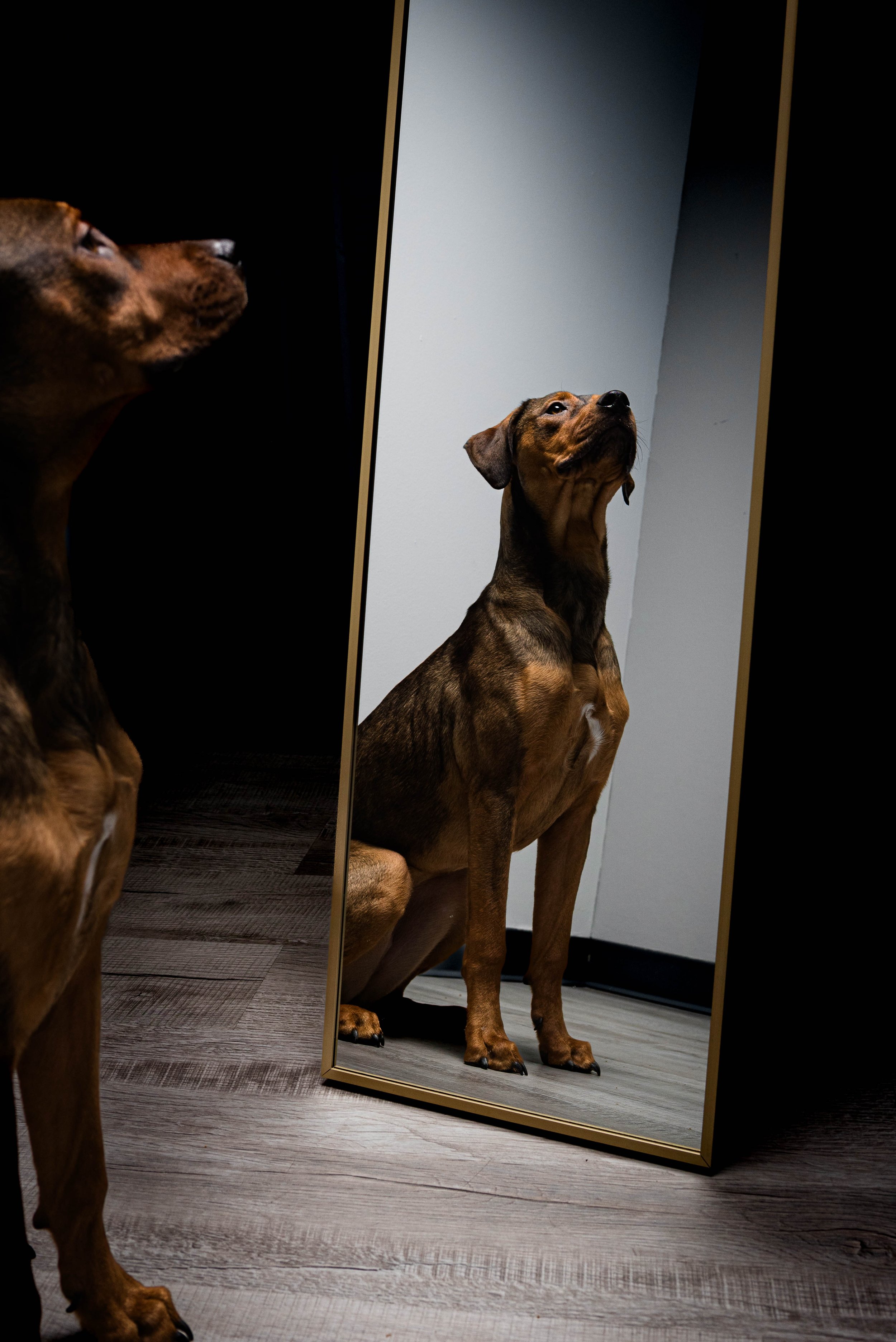 adoptable dogs from toledo’s pet bull project photographed by jessica trumbull in toledo ohio