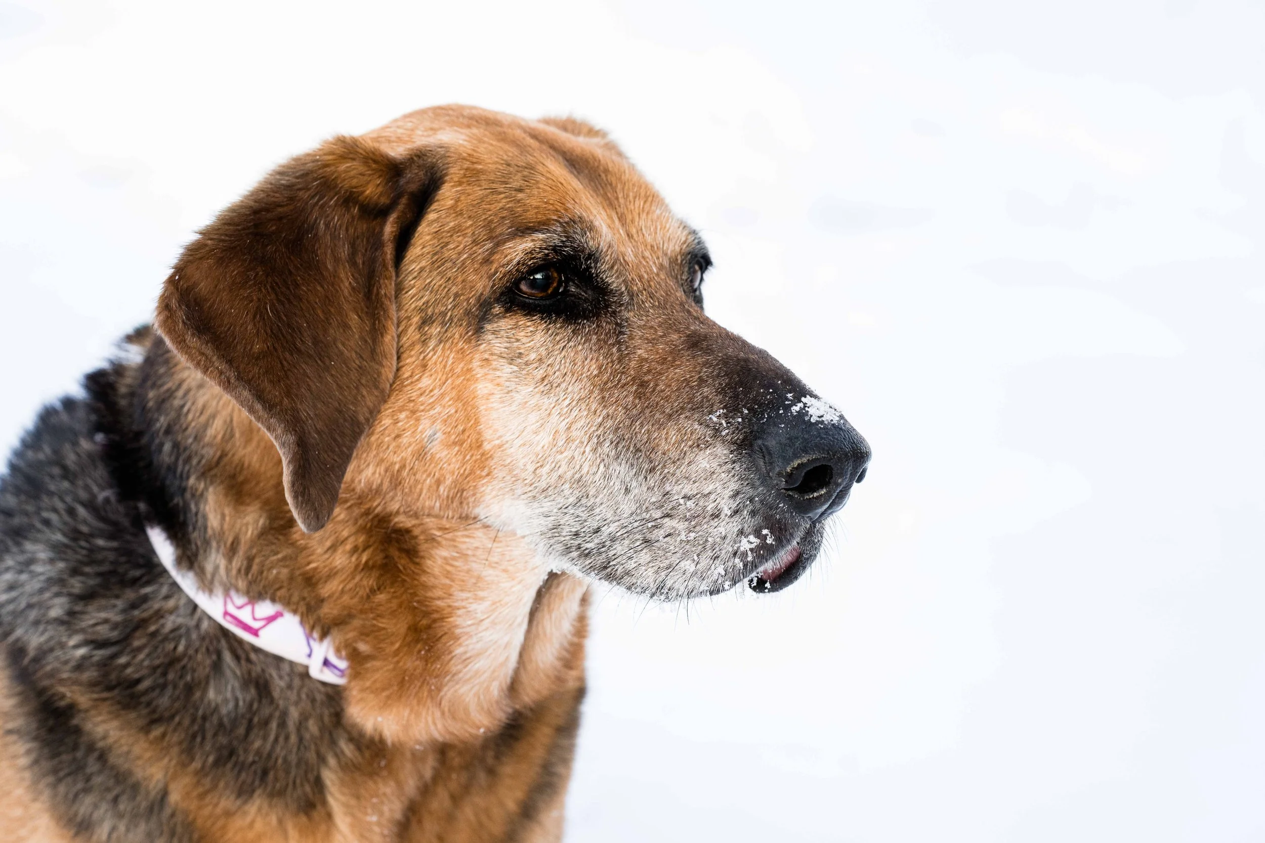 hound dog with snow on nose
