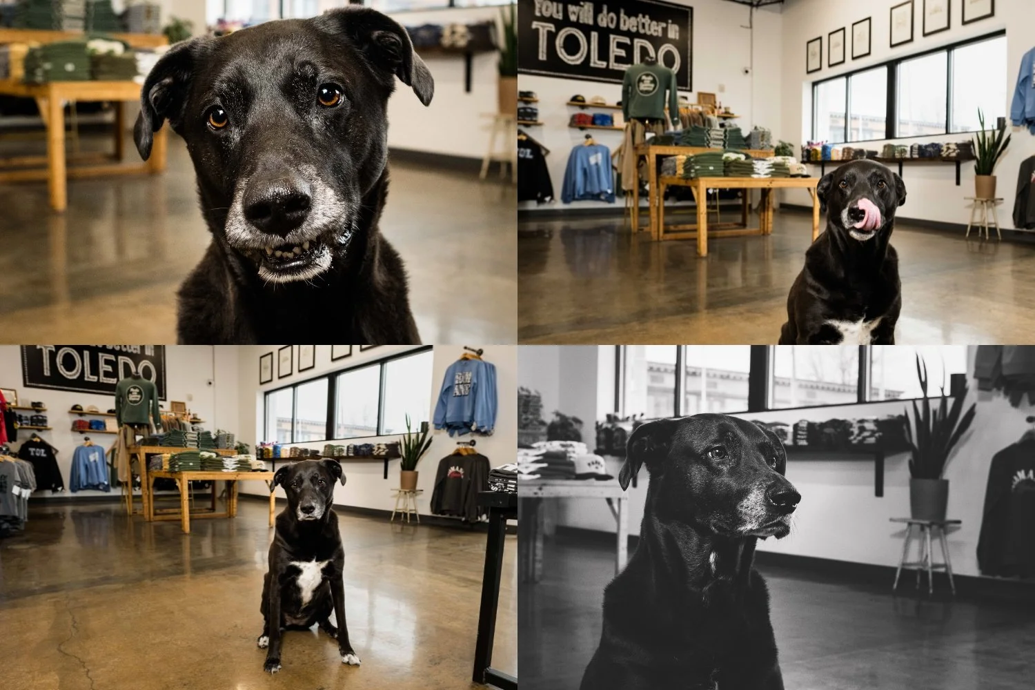 four photos of the jupmode office dog penny in the retail shop taken by trumbull photography
