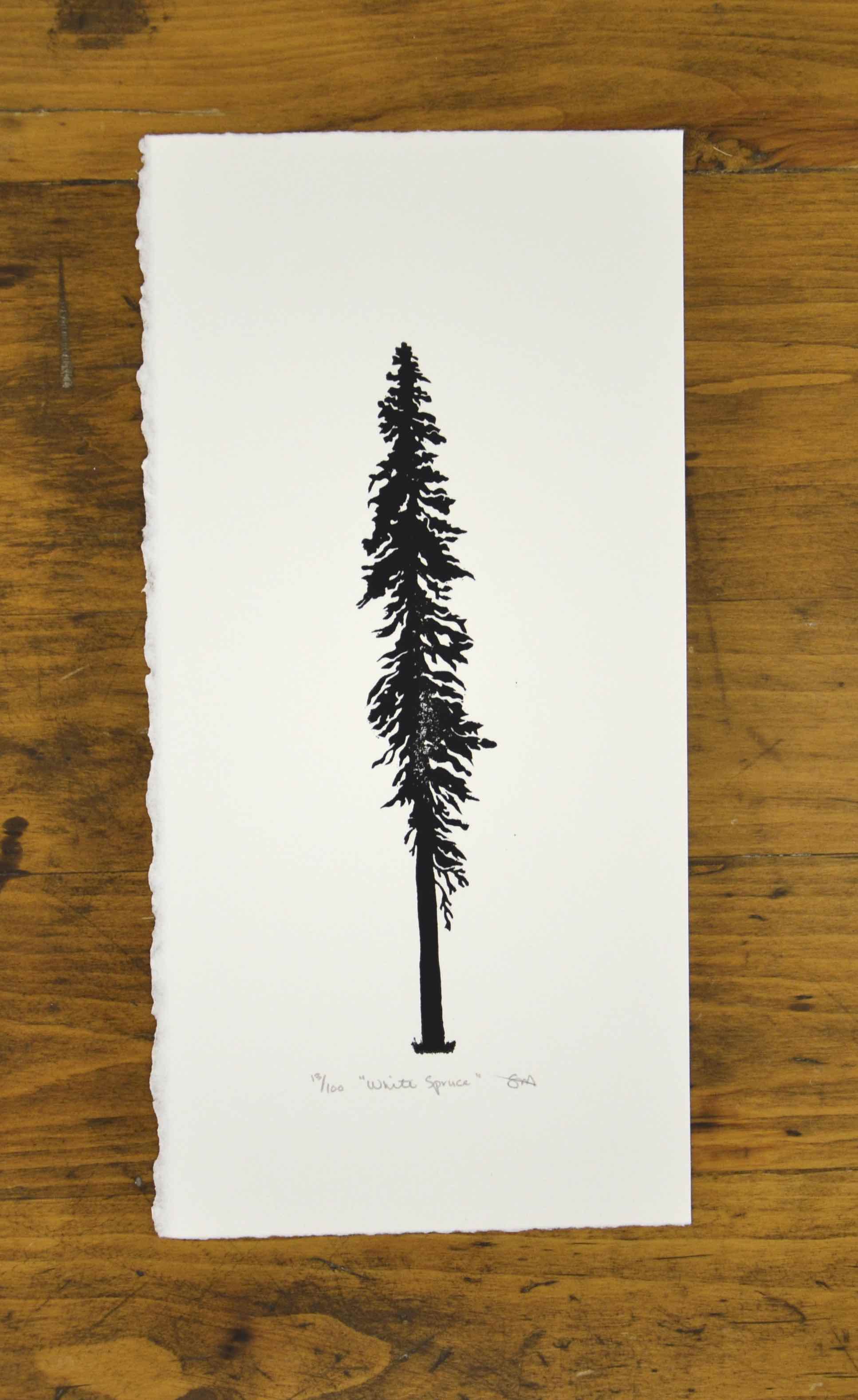 White Spruce 