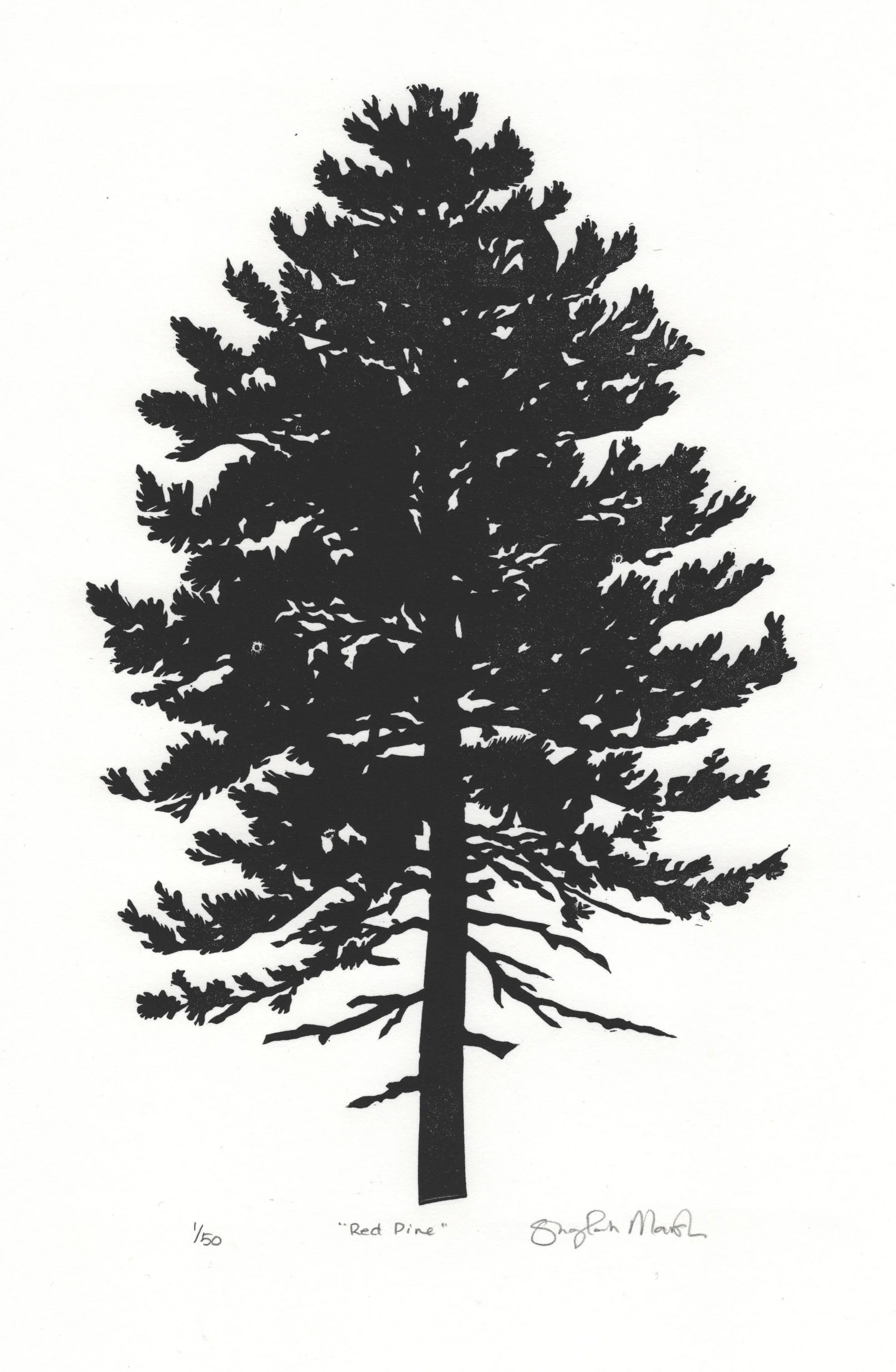 Red Pine