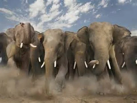 tribe of elephants.jpg