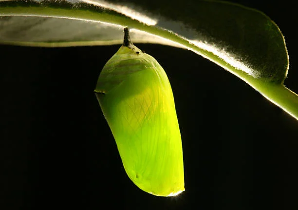 cocoon.jpg