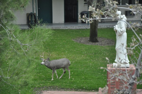  Hungry for acorns 