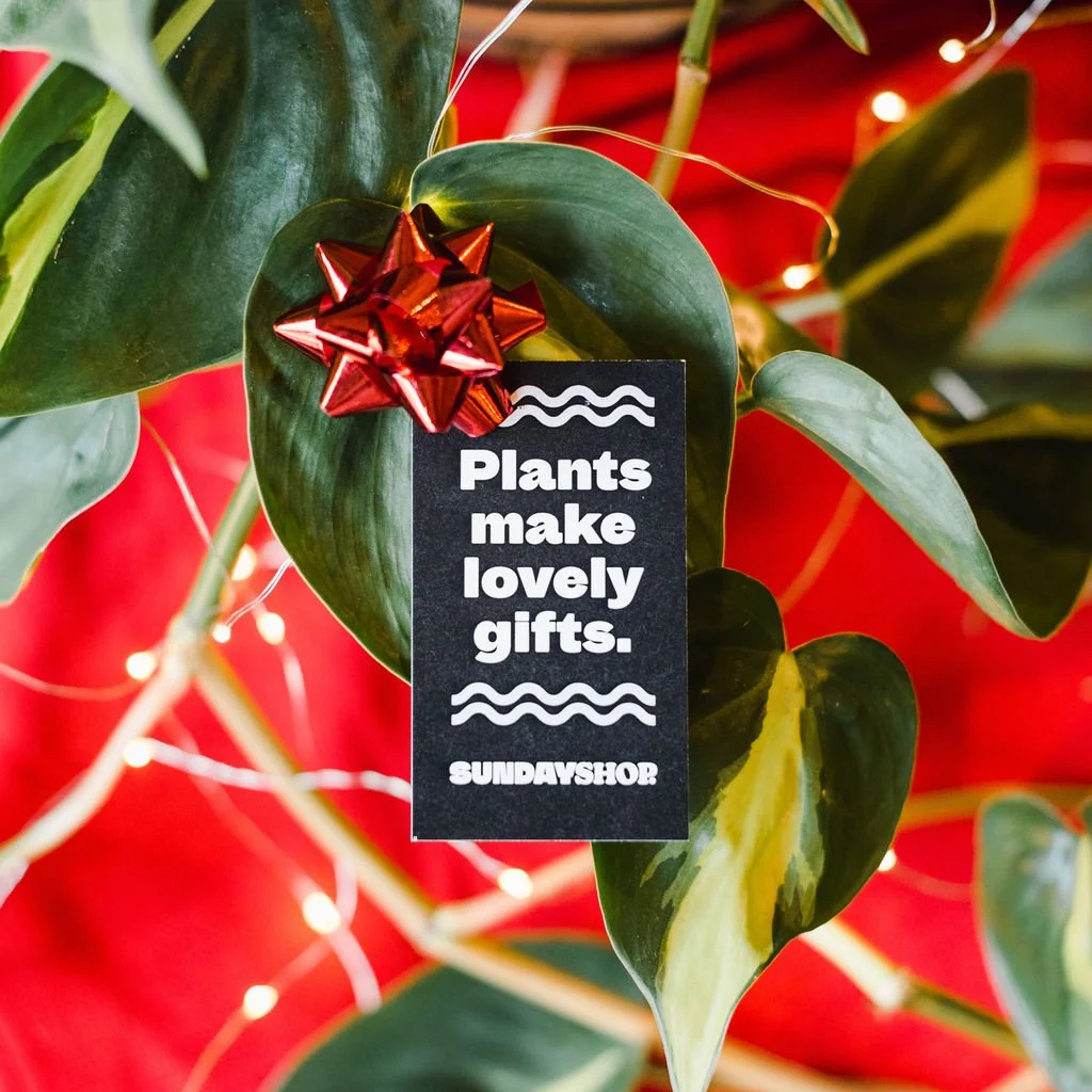 ✨ Henry's Ten Days of Giveaways - DAY NINE! ✨

Win a $100.00 gift card to our friends at @sundayshopcalgary🌵 AND a matcha kit from @nakedleaf 🫖

How to win? Easy! Just tag your plant and high tea pals and make sure you're following @sundayshopcalga