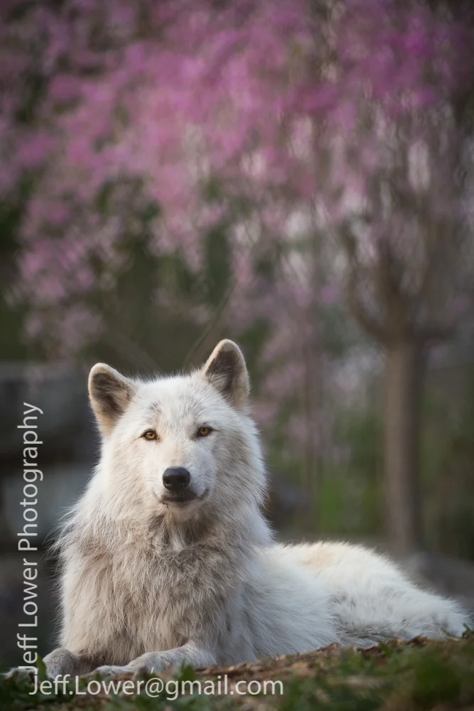 FlowerWolf.jpg
