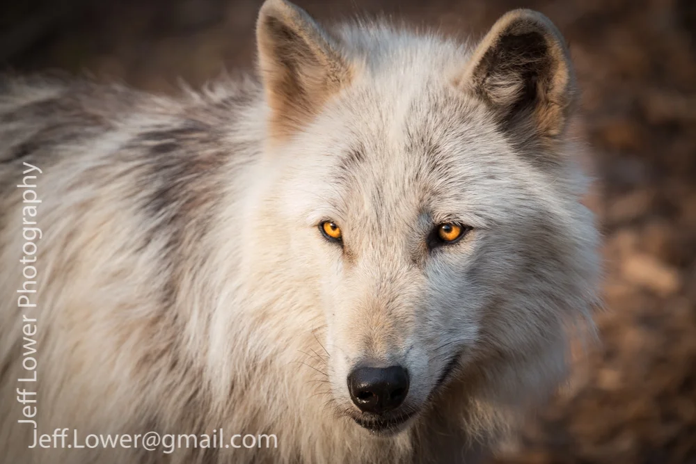 Wolf.jpg