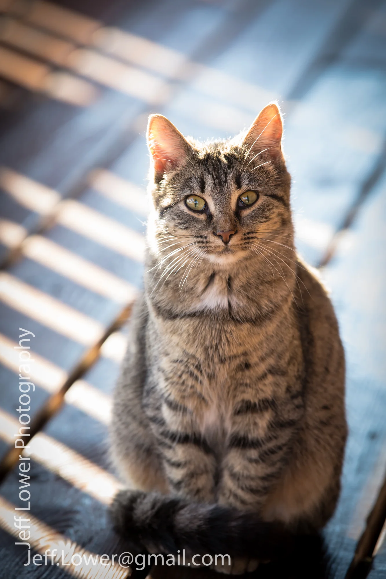 Cat-1.jpg