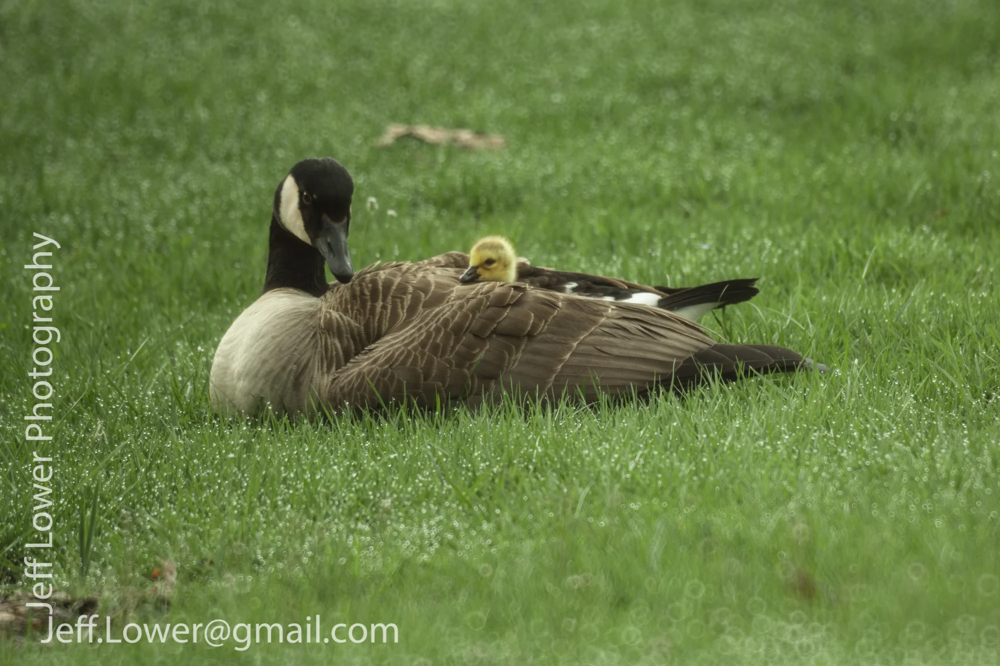 Goos-1.jpg