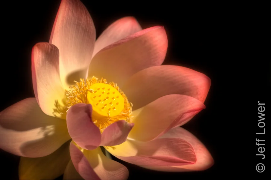 Copyright Jeff Lower-1-2.jpg