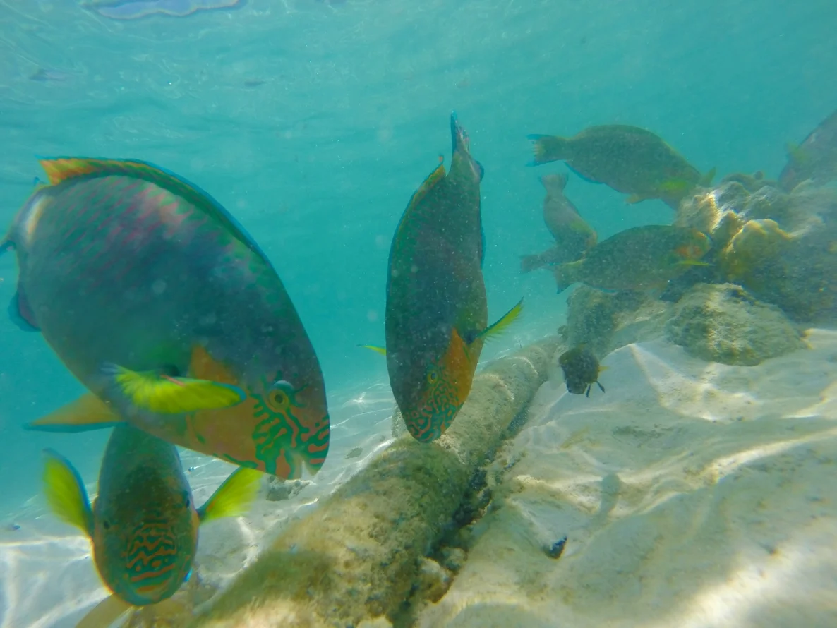 Snorkeling.jpg