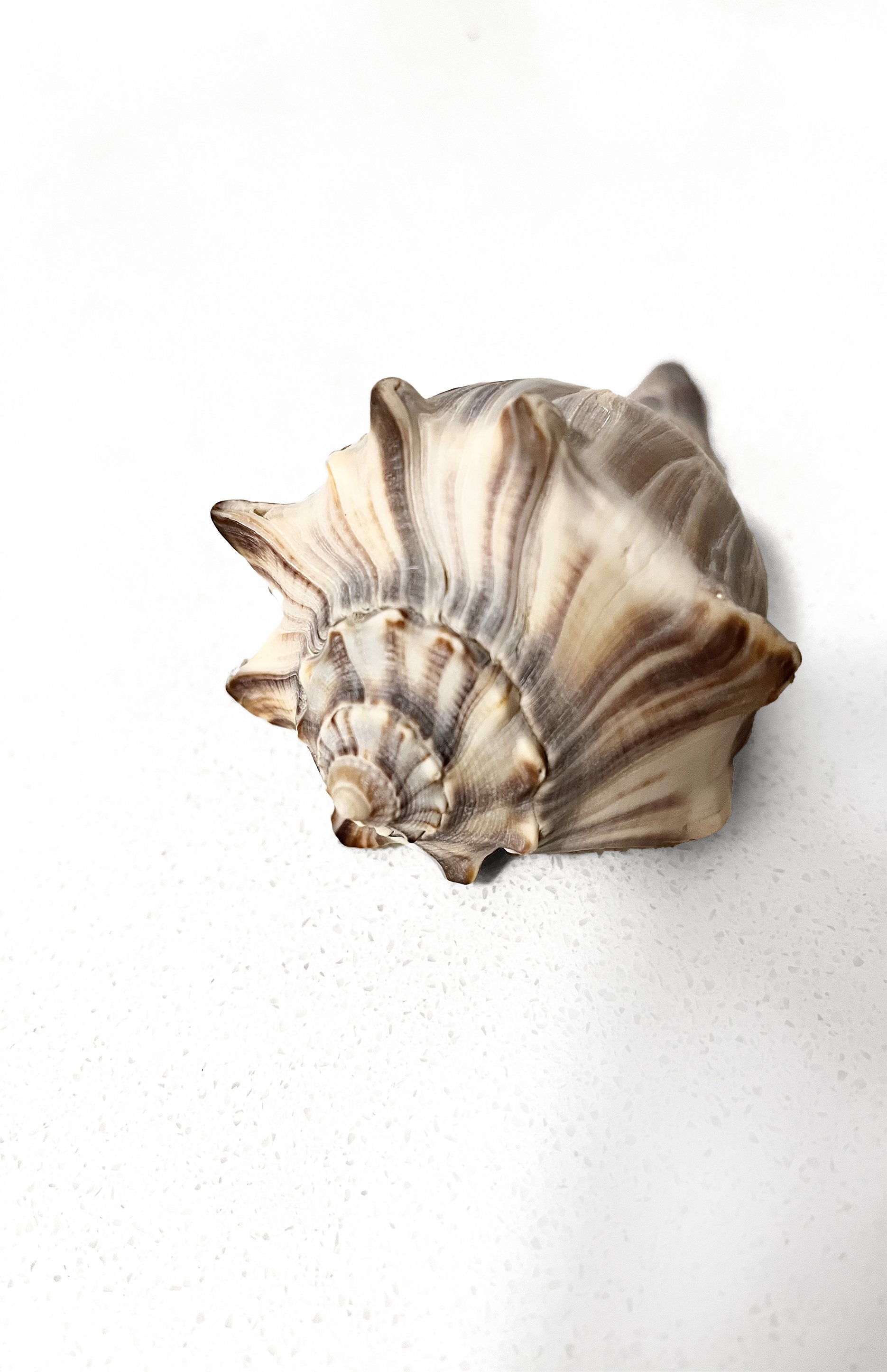    A Sea Shell   ~ Katie Flores  