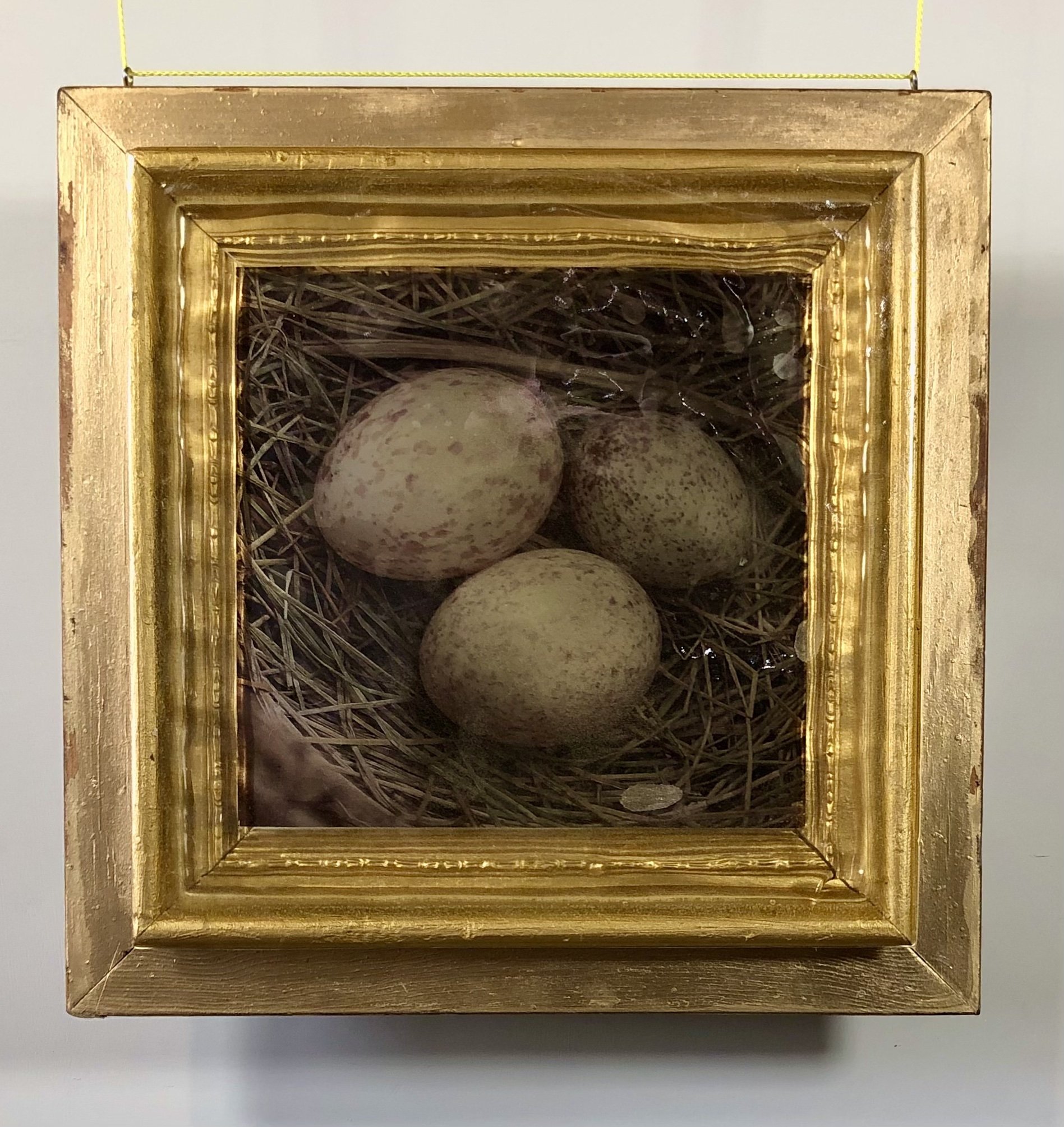   very year Bird Nests were built in the wisteria vines. Every year another bird snuck its eggs in with the little ones. I wanted to toss out the aggressors, but I never did. I used to know the names of the birds, but I can't remember today. I am str