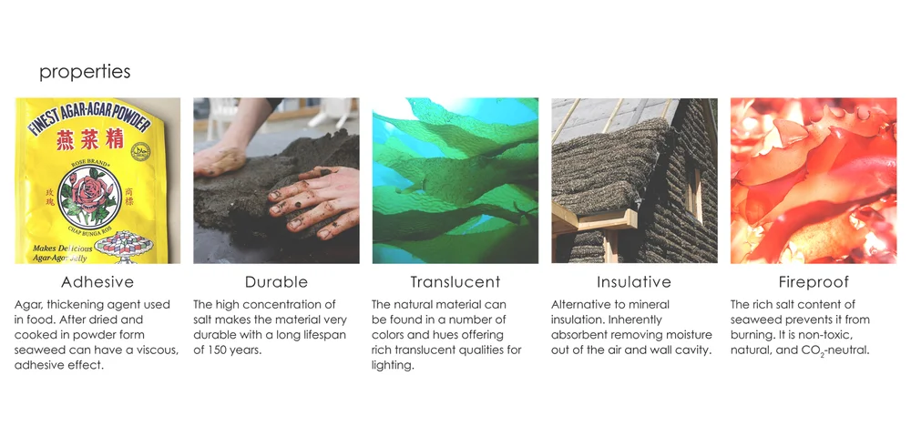 3 seaweed_03.jpg