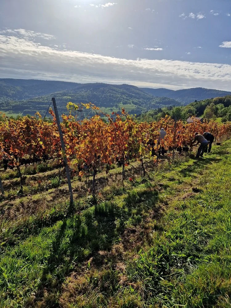 La vigne dans la plaine des Vosges du XIXe au XXIe siècle 