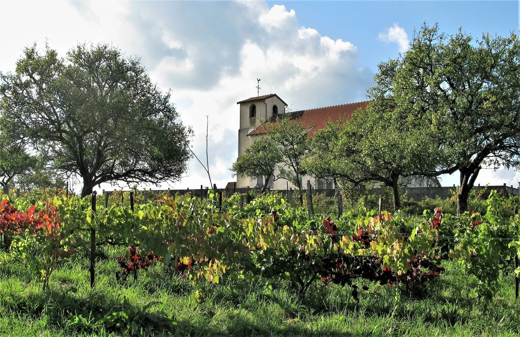 La vigne dans la plaine des Vosges du XIXe au XXIe siècle 