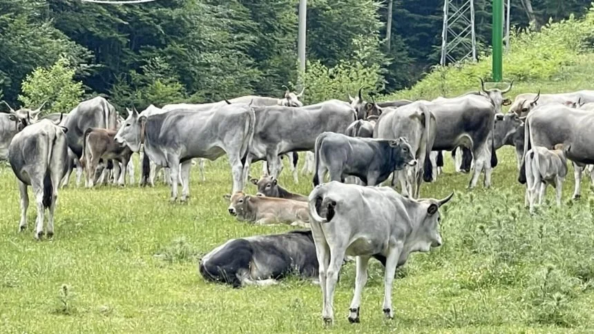 Basilicata, sul monte Sirino. Dalla poesia all’economia della transumanza