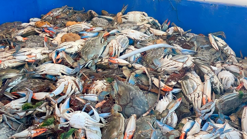 Il granchio blu nel mare italiano: un nemico che diventa una risorsa