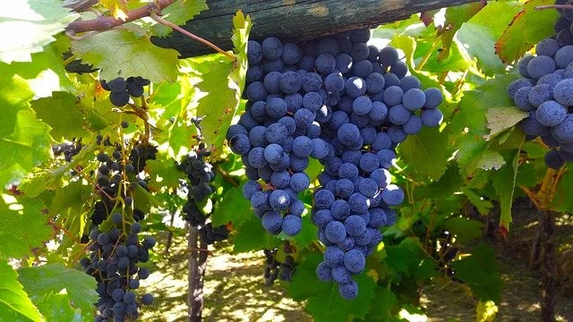 Il vino italiano resiste, nonostante la crisi climatica e l’epidemia dei vitigni