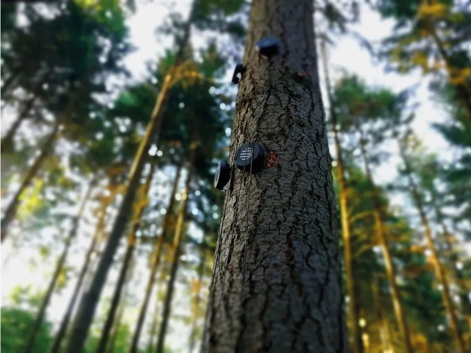 Anche gli alberi e le piante parlano. Arte, scienza e design si uniscono per ascoltarli