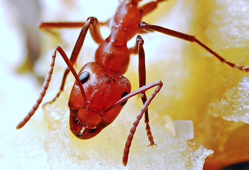 Dalle formiche di fuoco alle cimici asiatiche: i nuovi predatori sbarcati in Italia