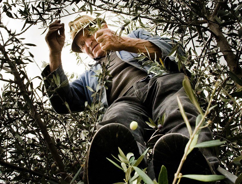 L'olio d'oliva italiano merita sicuramente un Premio