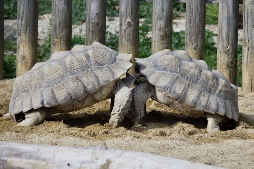 Nel Mediterraneo è boom di nidi delle Caretta caretta. Il rischio estinzione si allontana