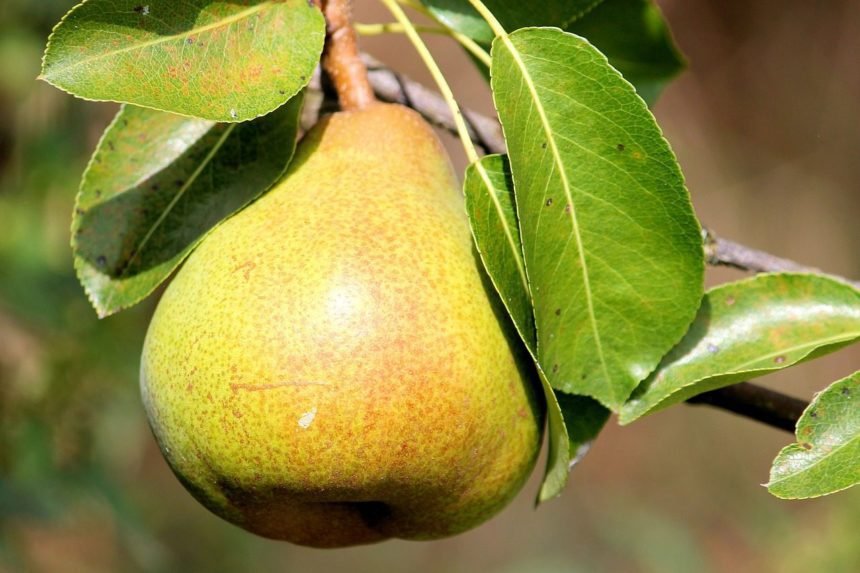 Questo frutto può aiutarci per affrontare al meglio il cambiamento climatico