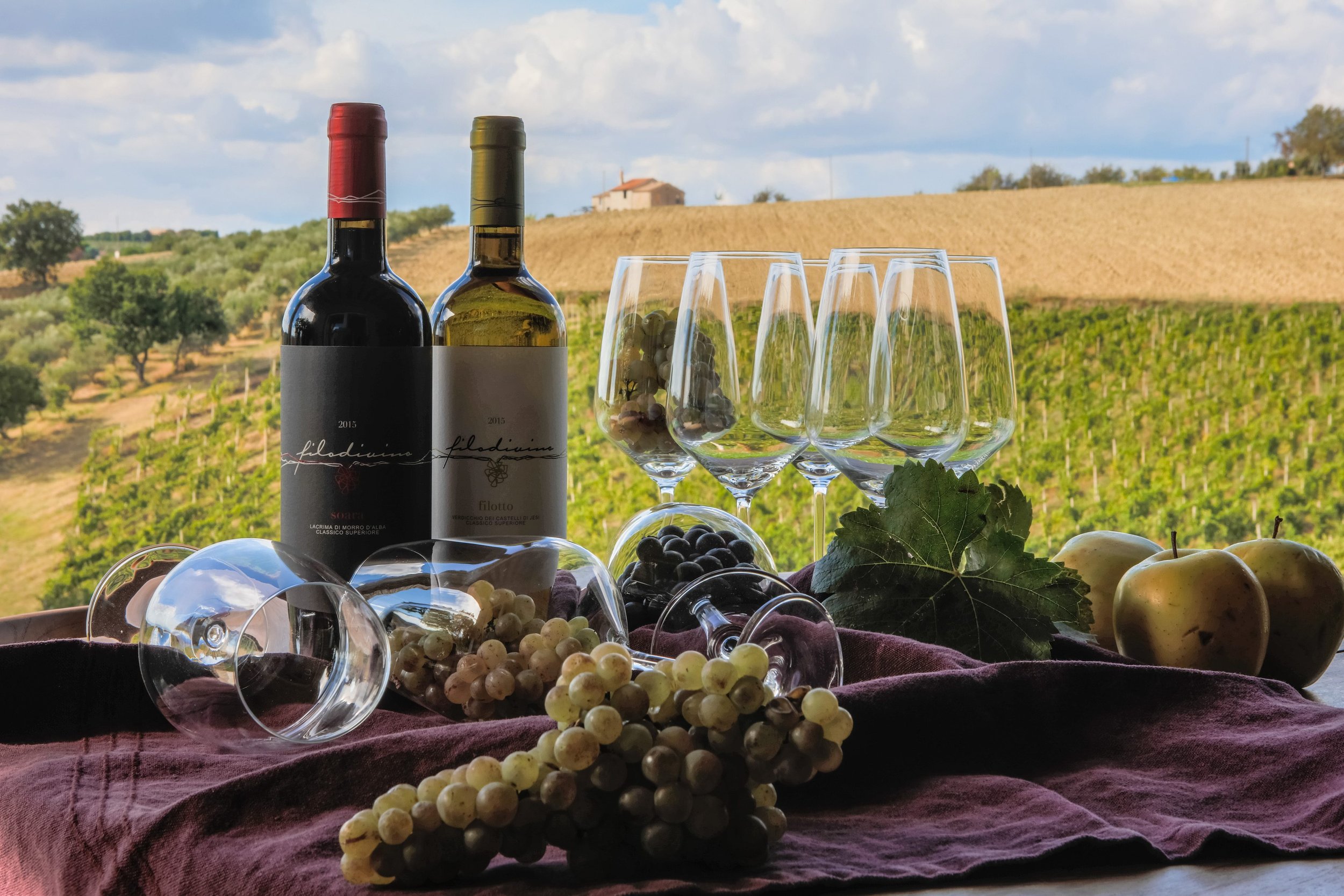 Marche in rinascita