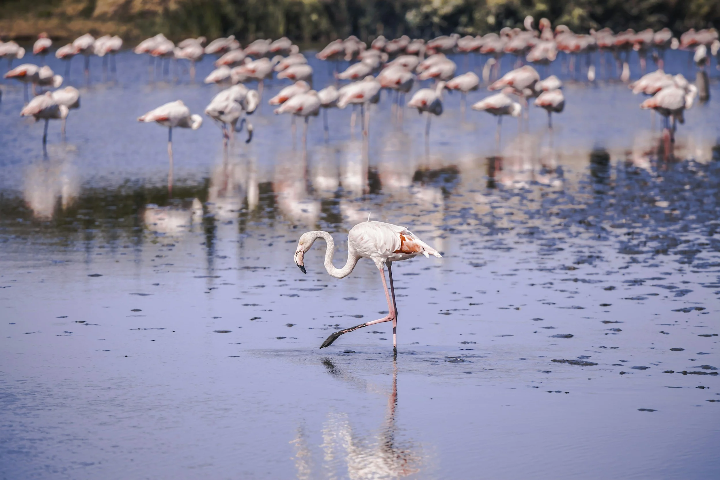 Viaggio in Camargue, terra selvaggia e autentica 