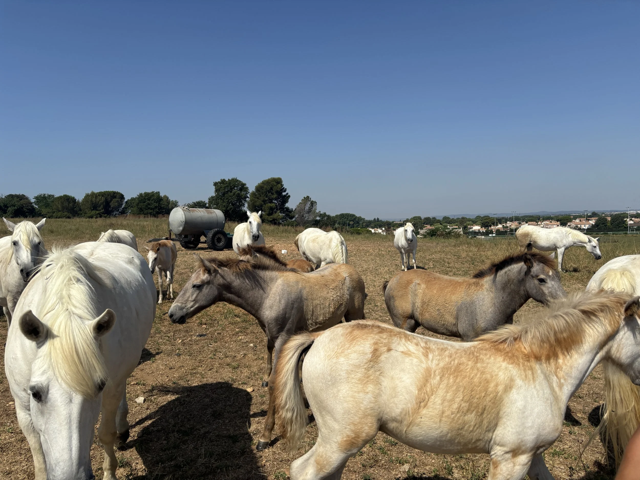 Ritratto d’artista: Giuseppe Cesetti tra Maremma e Camargue