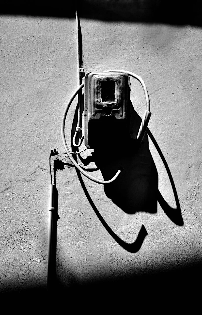 noir sheep of the family