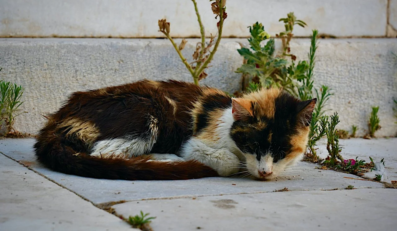 Paros2024 - 1 (10).jpeg