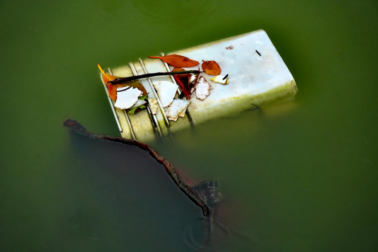 StillLife - 2.jpeg