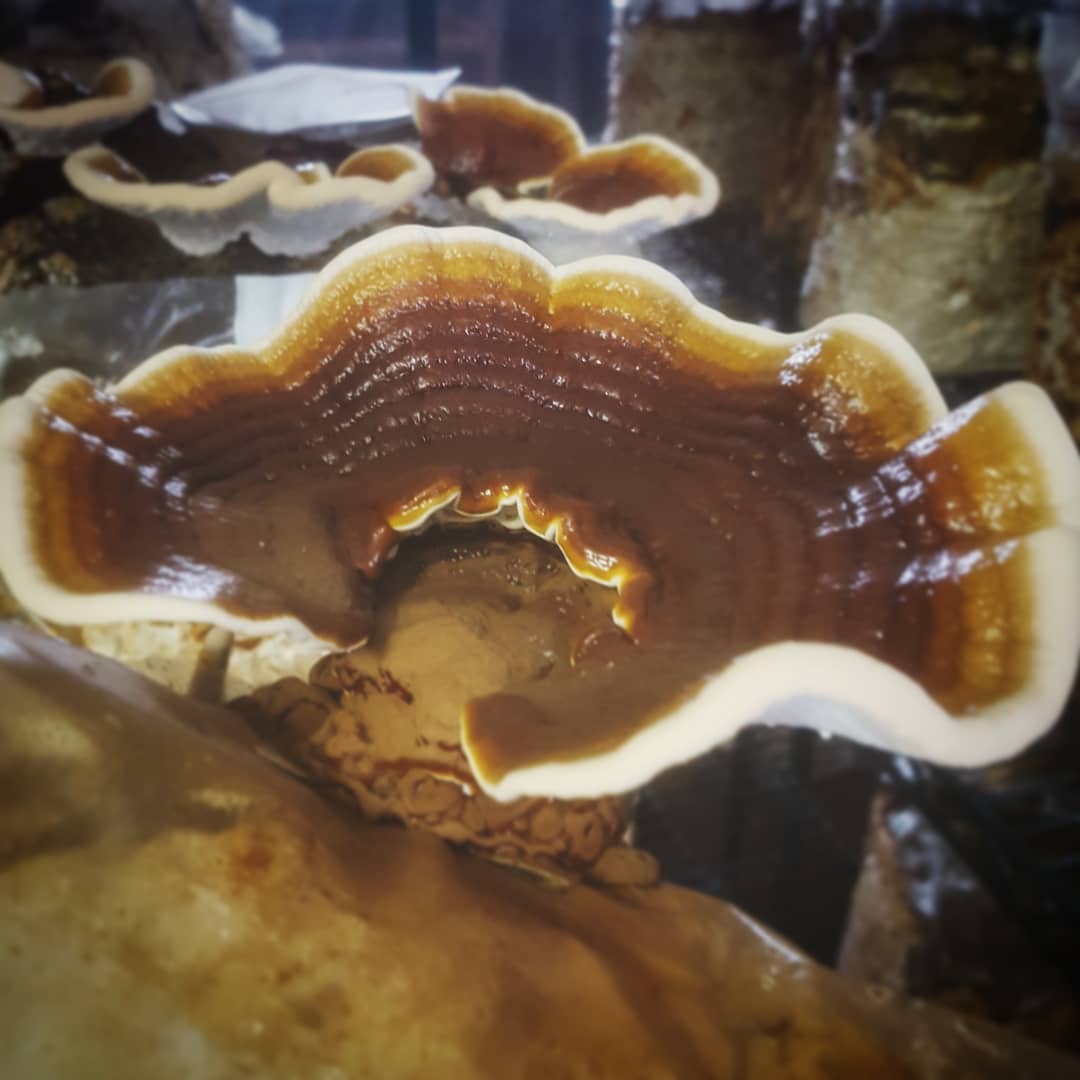 reishi1.jpg