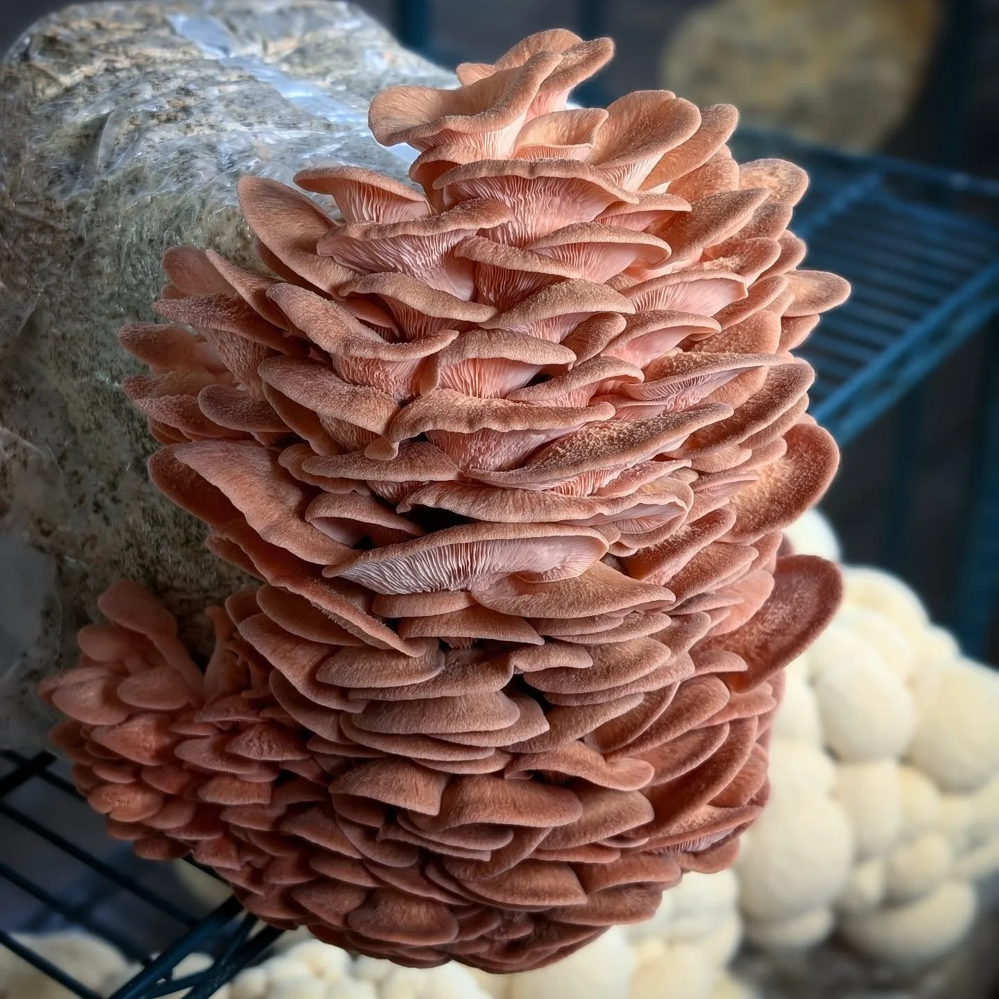 #pinkoysters for a change! Appearing in #mycopolitanfarmshare boxes this week and maybe next.